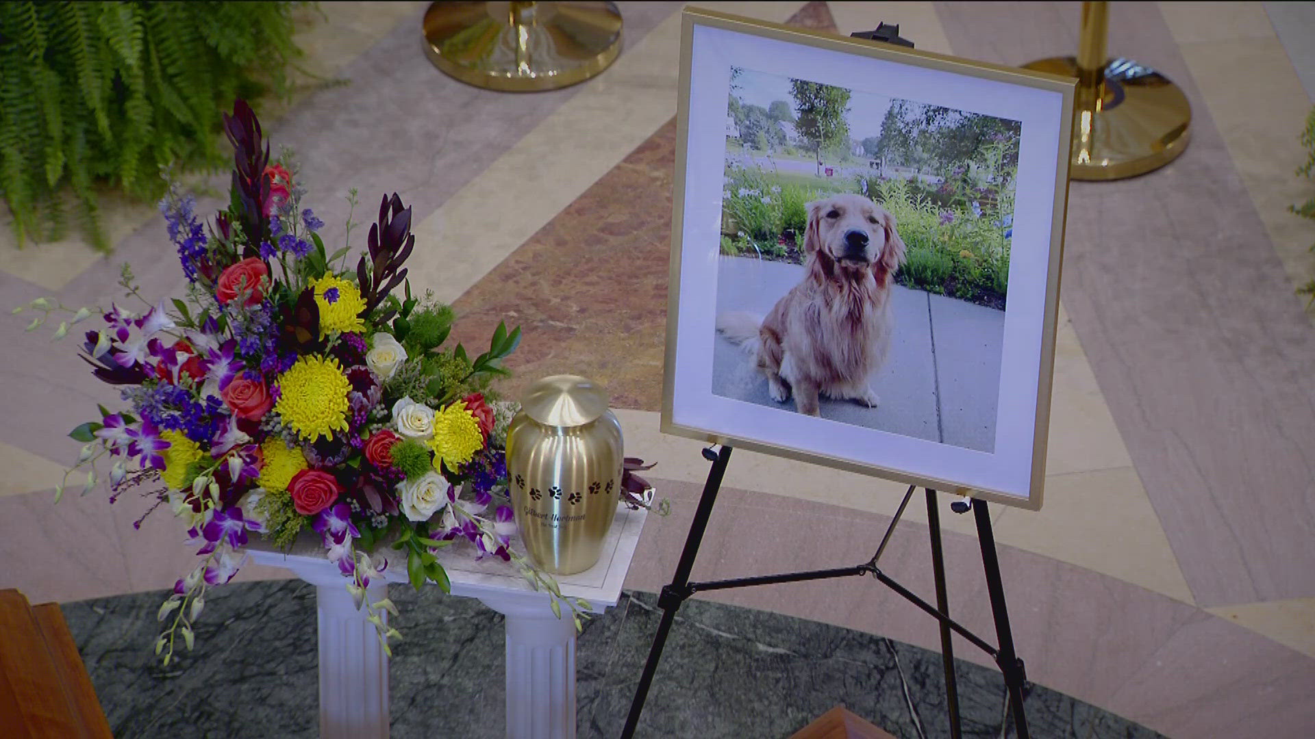Despite his best efforts, Gilbert didn’t graduate from the service dog program; he failed. He was just too friendly. 