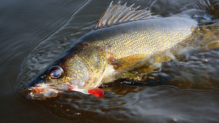walleye fishing