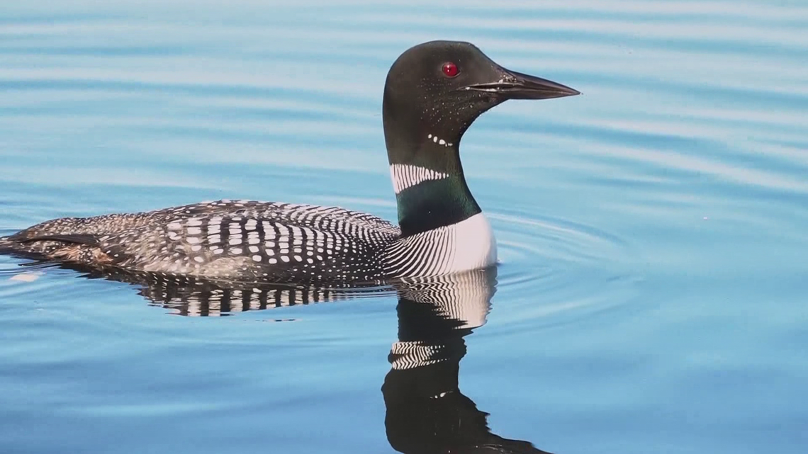 Common Loon named 2025 ABA Bird of the Year | 9news.com