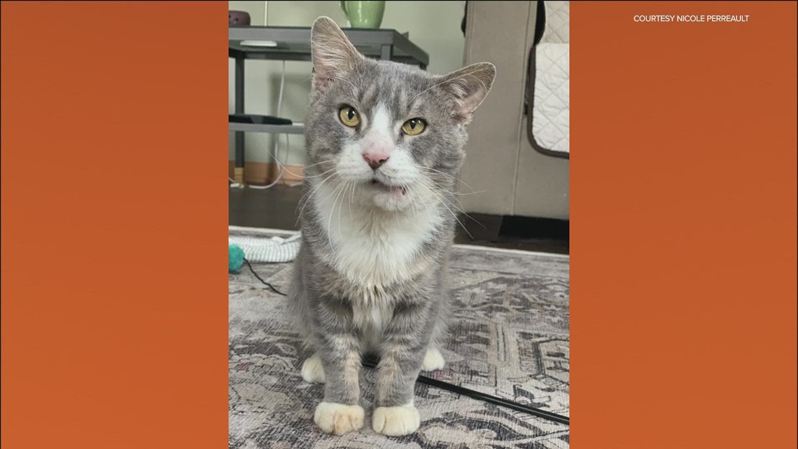 Rescued cat Target model(01)