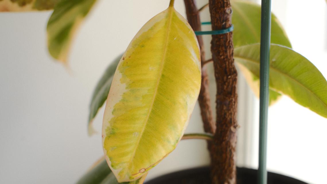 Winter gardening: Get creative indoors by repotting houseplants for healthier growth