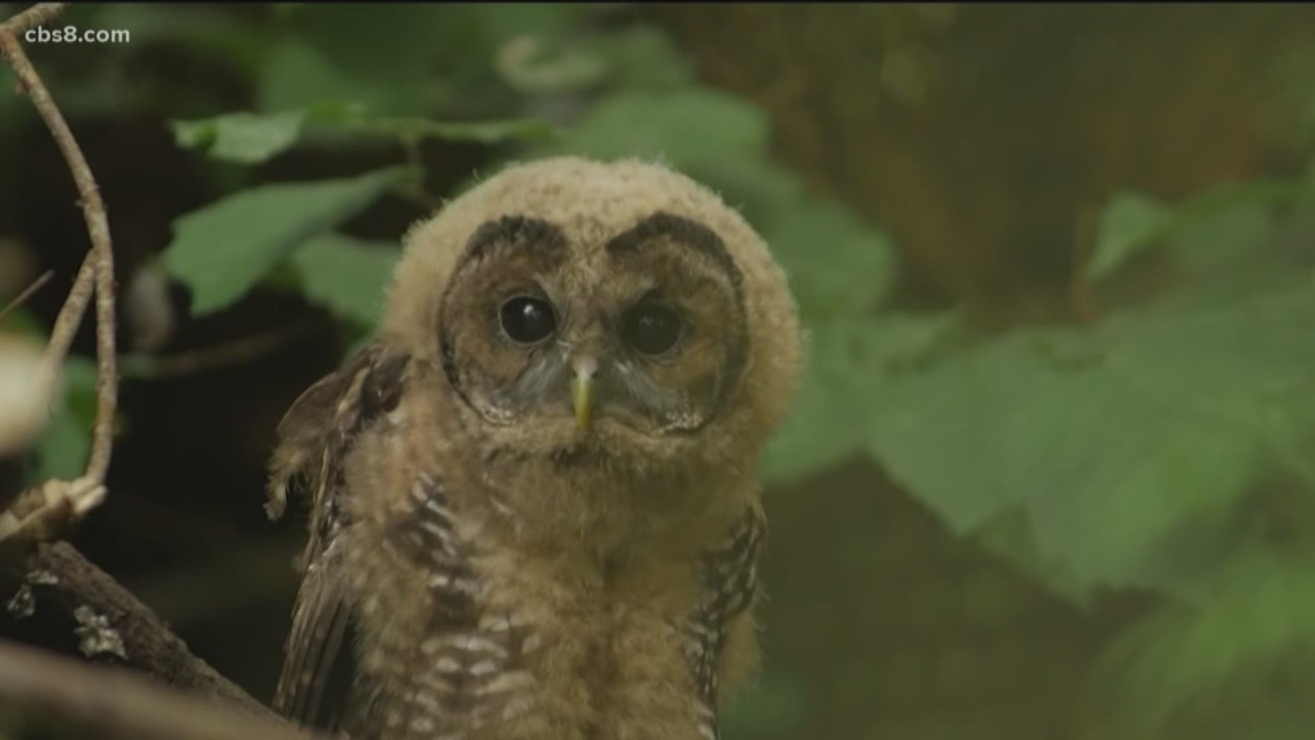 Targeting one owl to save another is what the federal government is doing in the Pacific Northwest. News 8's Shawn Styles reports with the details.