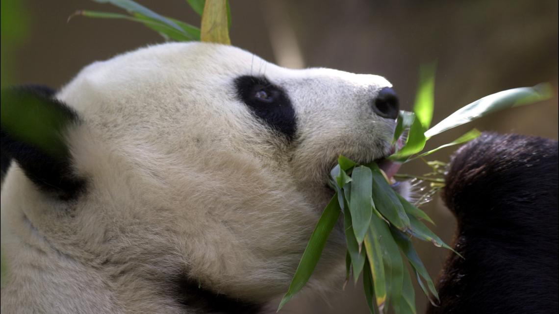 San Diego Zoo will receive pandas from China