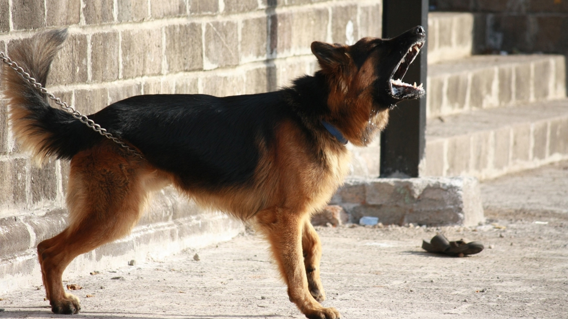 More than 5,800 USPS letter carriers attacked by dogs