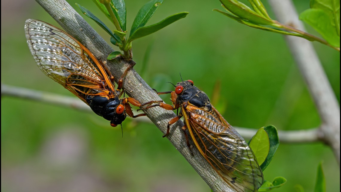 Rare cicada emergence happening in 2024 - Vimarsana News