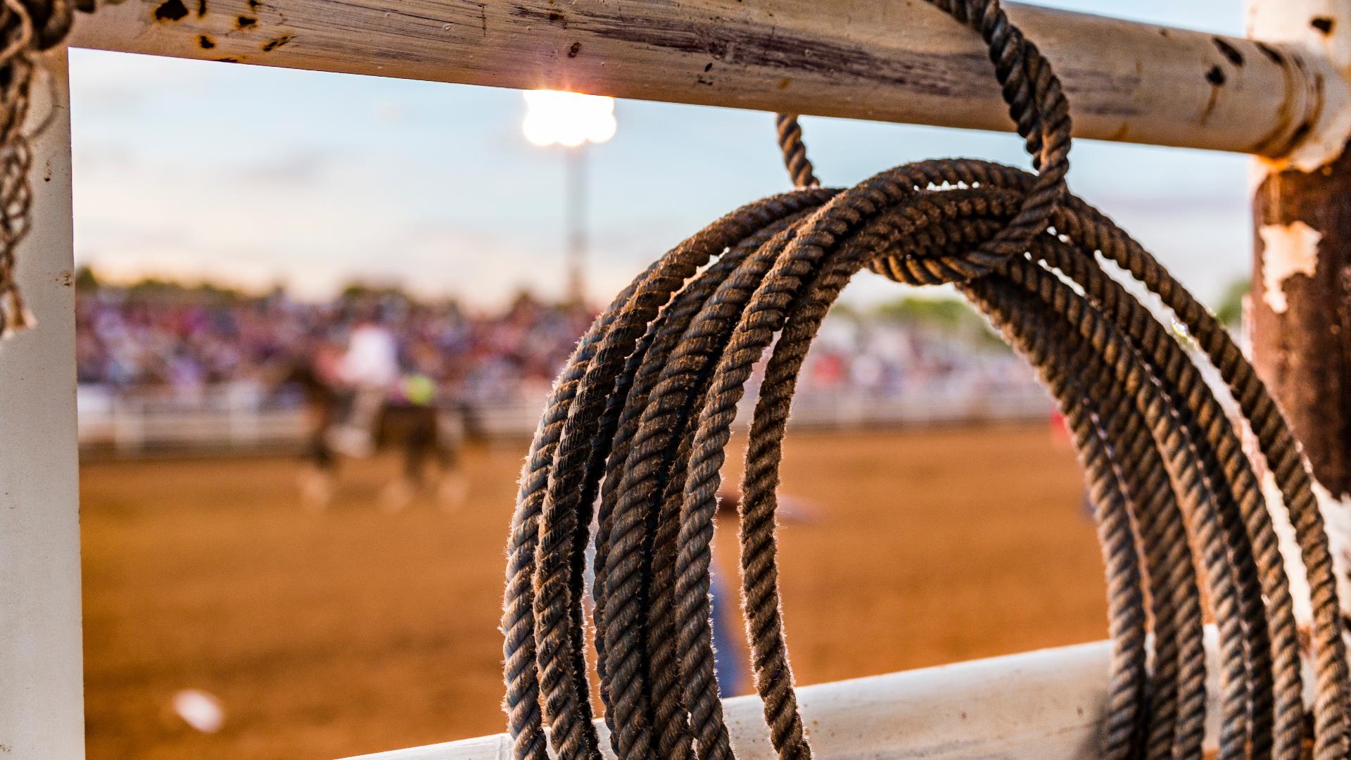 Bull hops fence at Oregon rodeo, injuring 3 | 9news.com