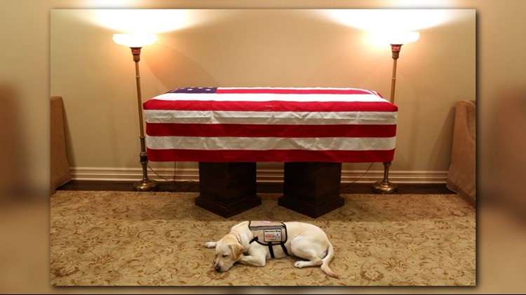 'Mission complete': George H.W. Bush's service dog spends moment with 41st president's casket