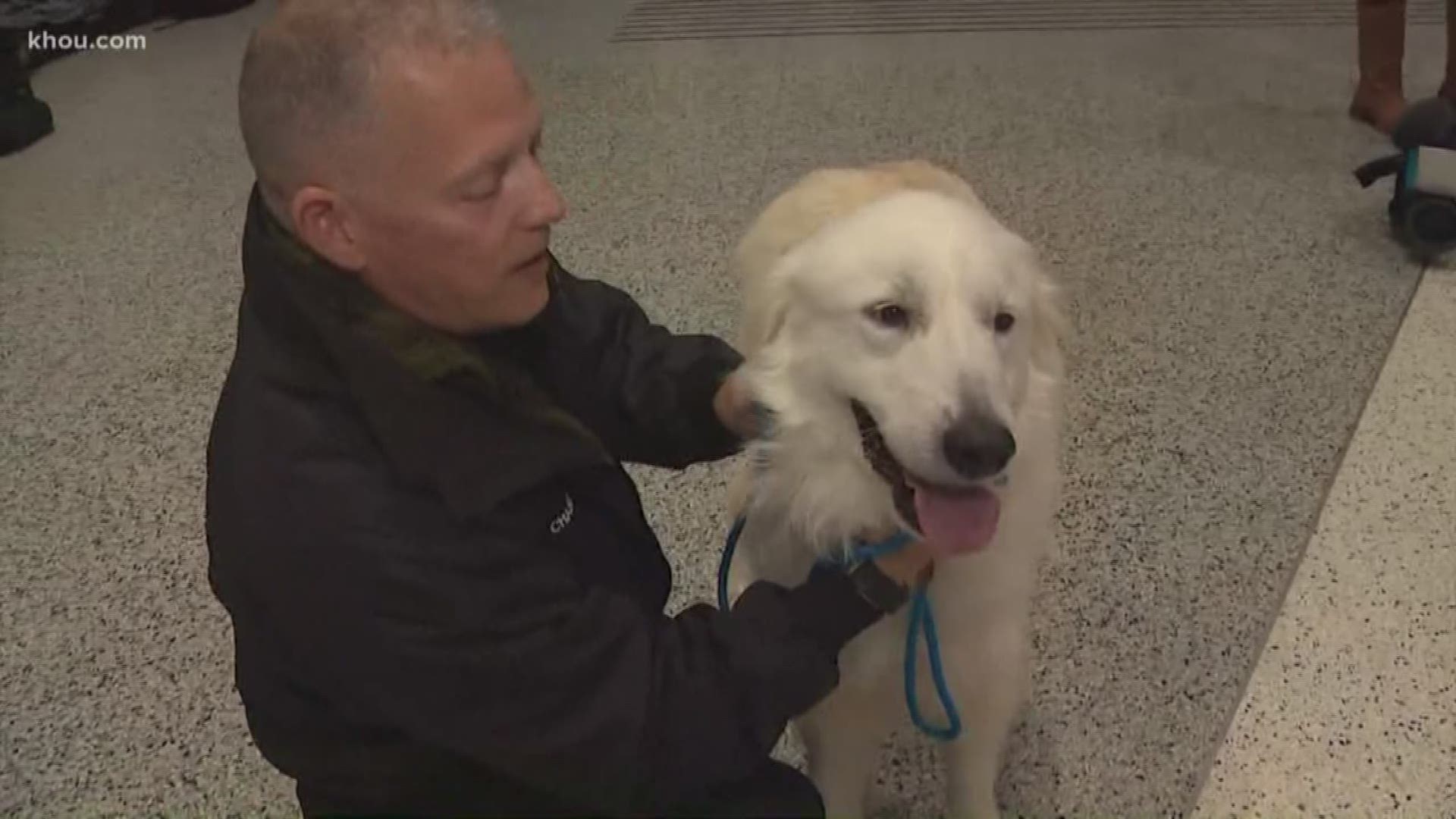 A long lost dog rescued from an animal hoarder in Montgomery County is flying to Washington State to be reunited with his owner.