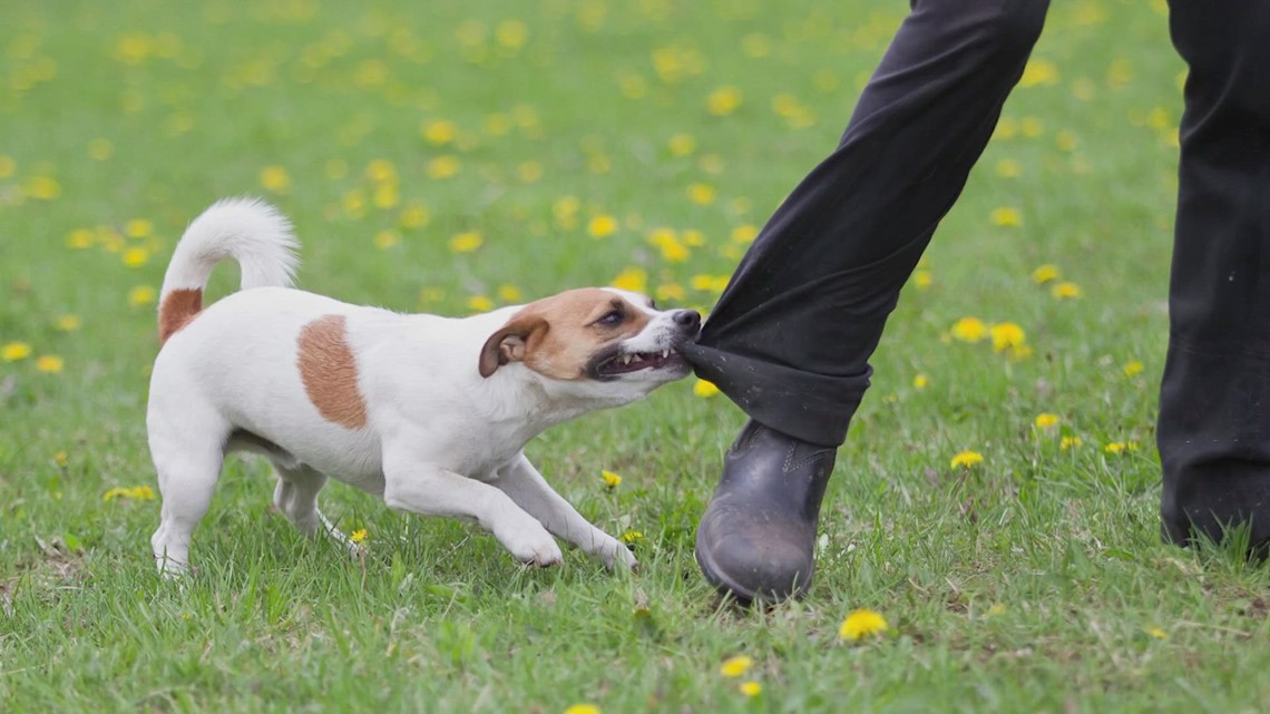 US Postal Service releases 2022 dog bite national rankings | 9news.com