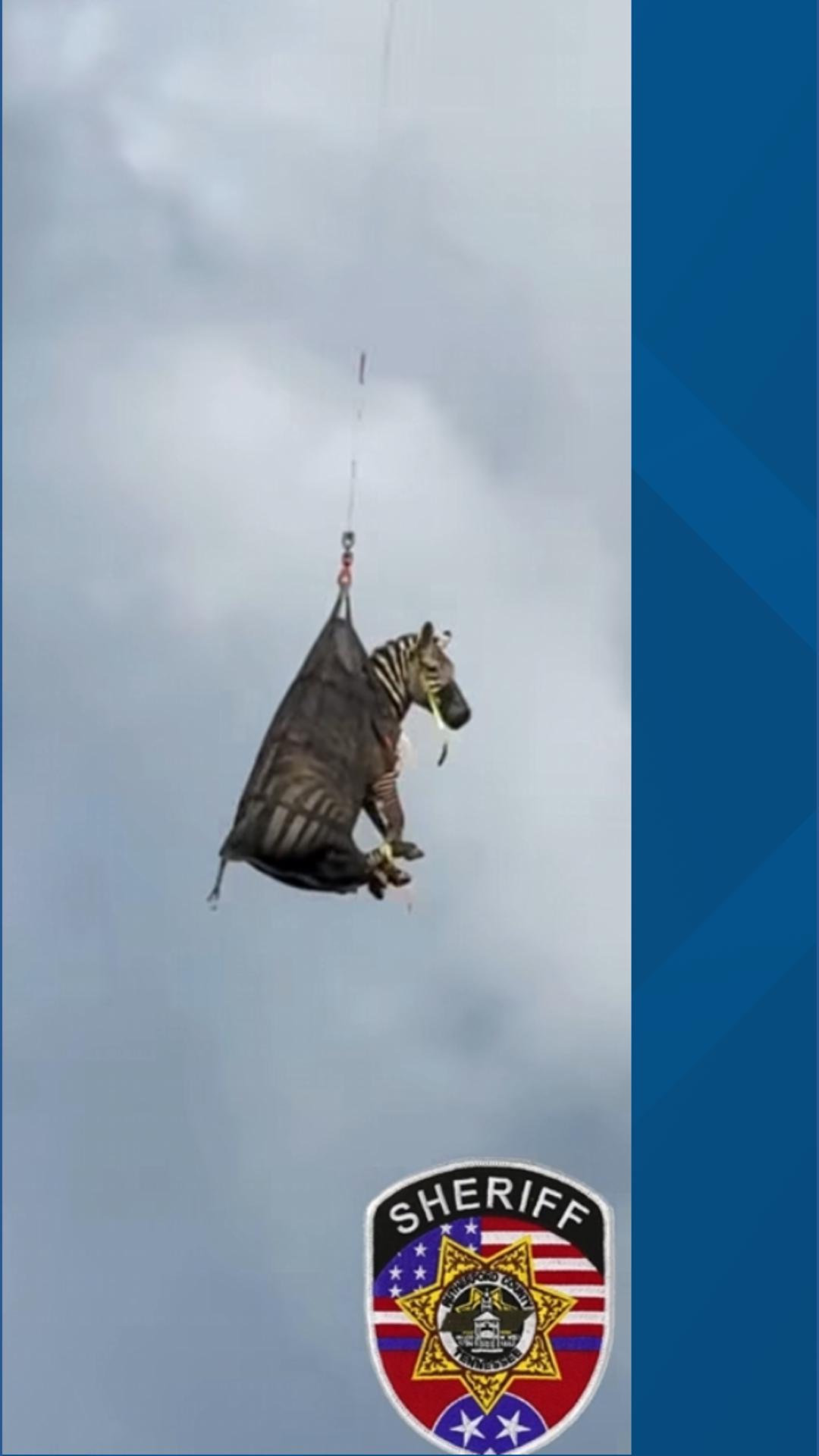 Zebra Ed returned safely after Tennessee escape | 9news.com