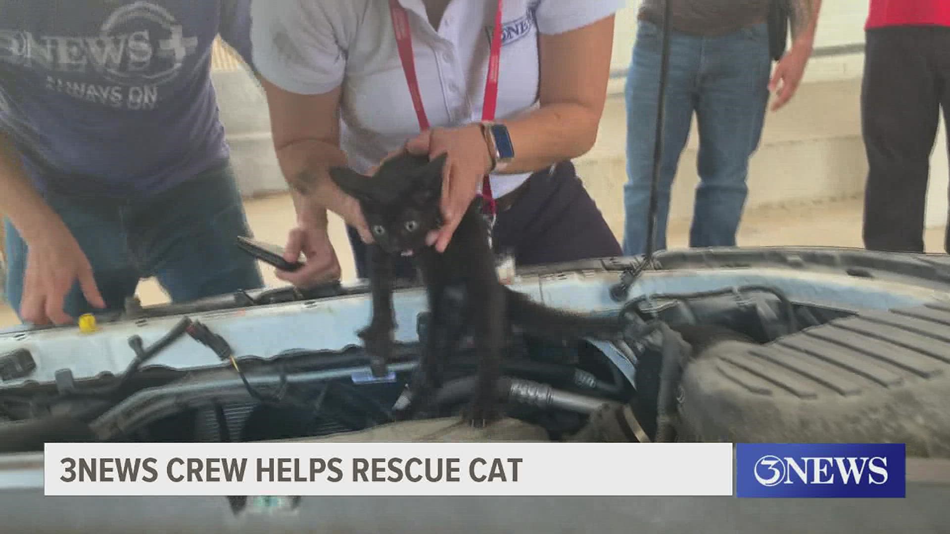 After getting close enough, 3NEWS Reporter Ashley Gonzalez was able to safely and carefully remove the kitten from the engine compartment.