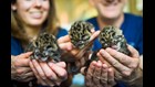 3 endangered clouded leopards born at Point Defiance Zoo