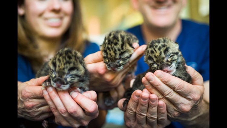 3 endangered clouded leopards born at Point Defiance Zoo