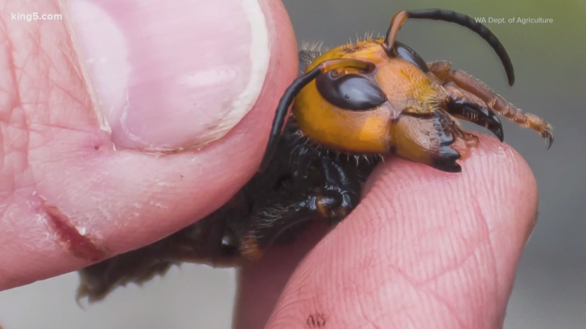 For the first time, researchers in Washington caught an Asian giant hornet in a trap near Birch Bay in Whatcom County. The invasive species threatens honey bees.