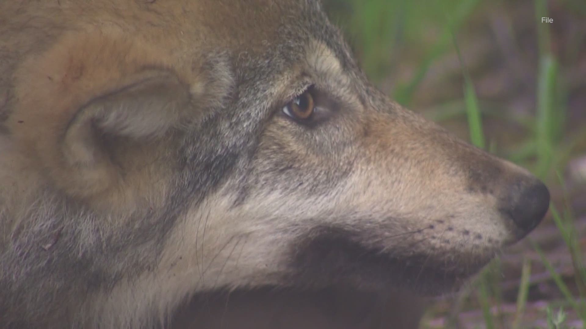 Wolves are returning to Washington from neighboring populations. So how will killing hundreds in Idaho impact recovery here?