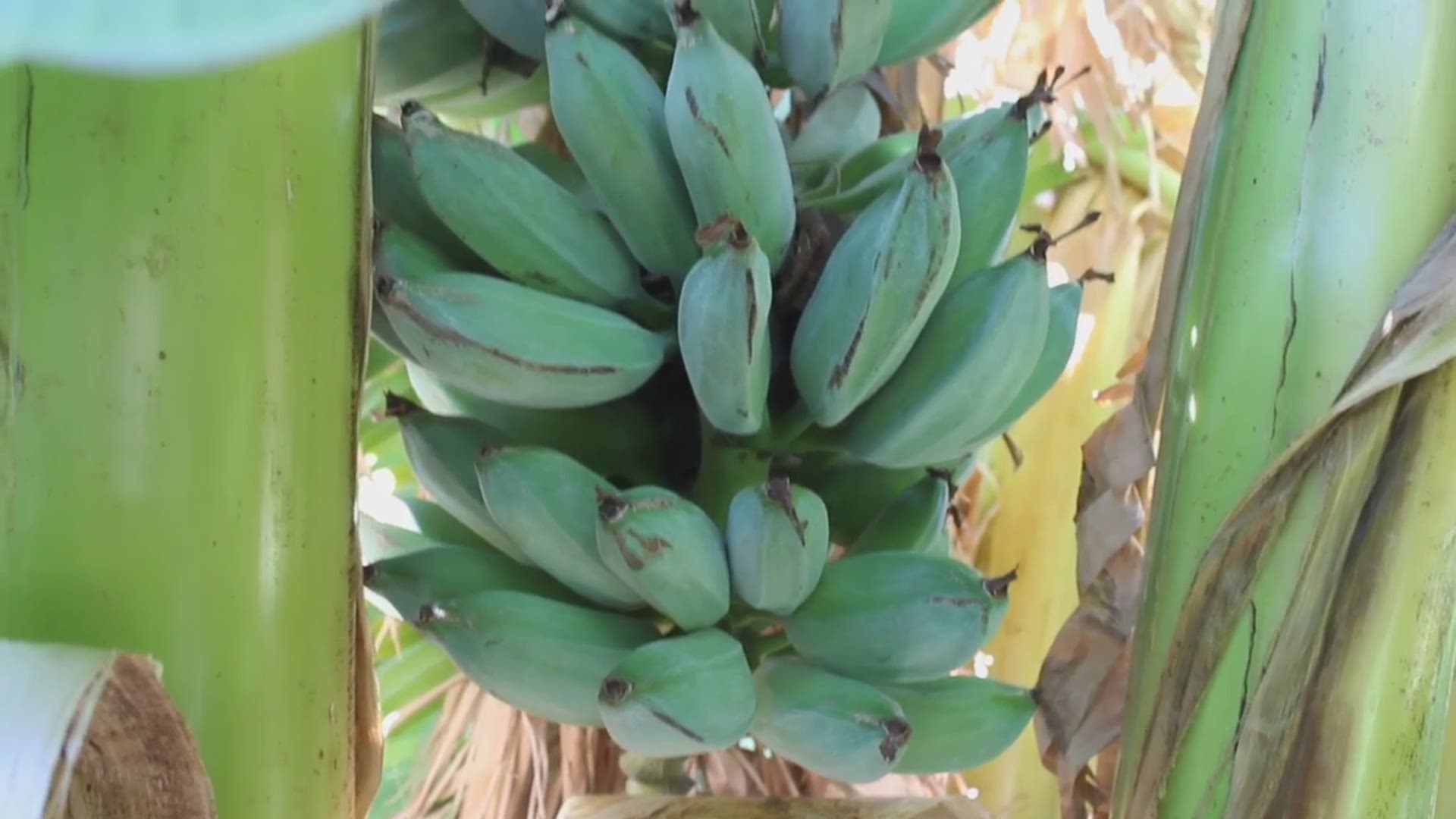 These Bananas Taste Like Ice Cream And You Can Grow Them Yourself 9news Com