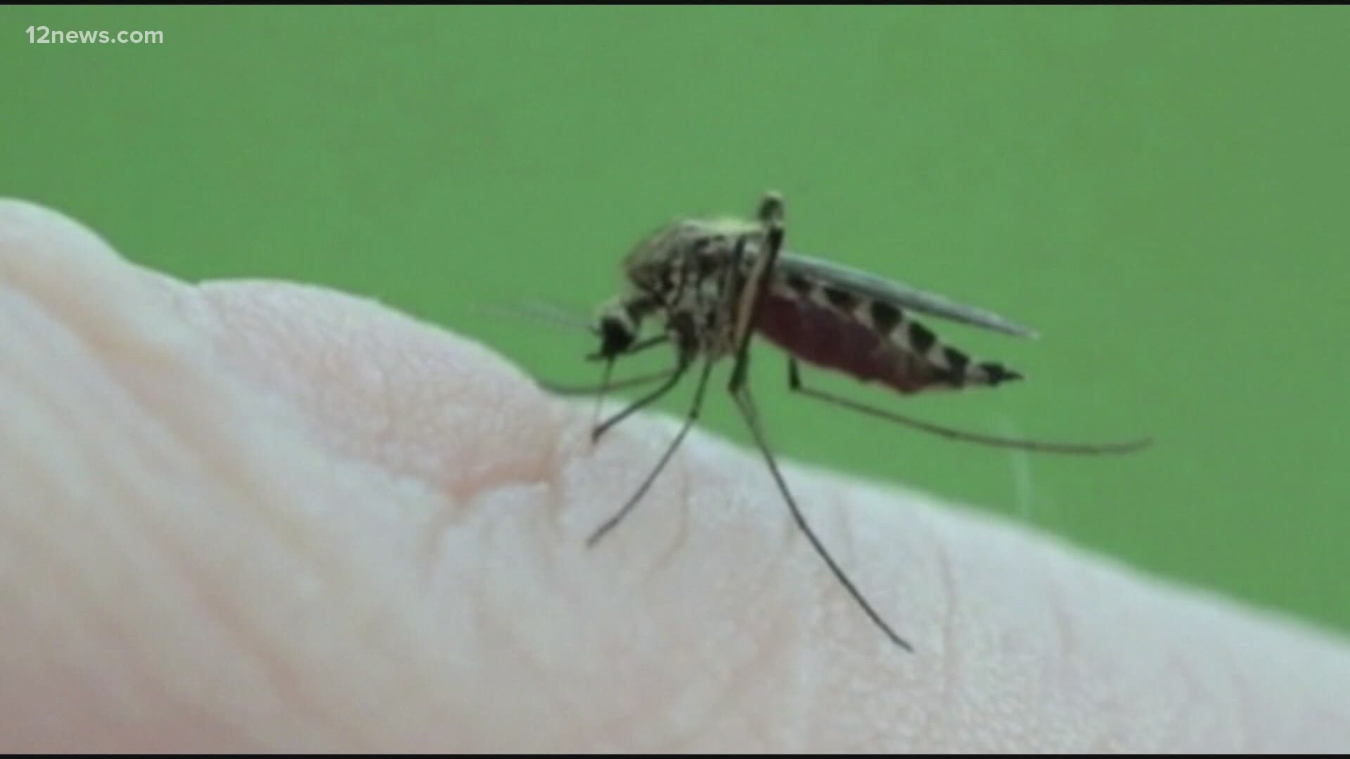 Are you having trouble getting rid of mosquitoes at your home? An expert offers some tips on dealing with the pesky pests.