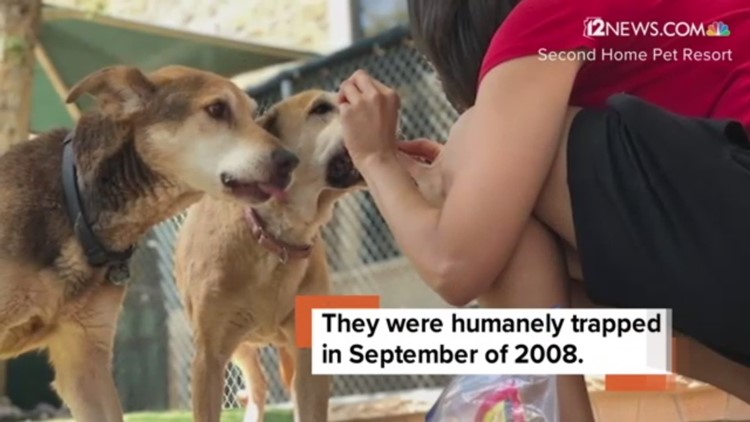 Bonded senior dogs finally adopted after 10 years without a home