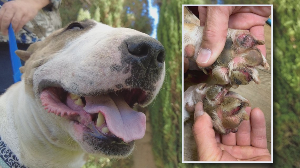 Protect your dog's paws in this hot weather - Vimarsana News