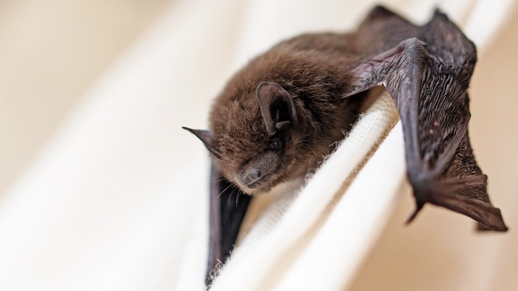 Bat in northern Colorado park tests positive for rabies