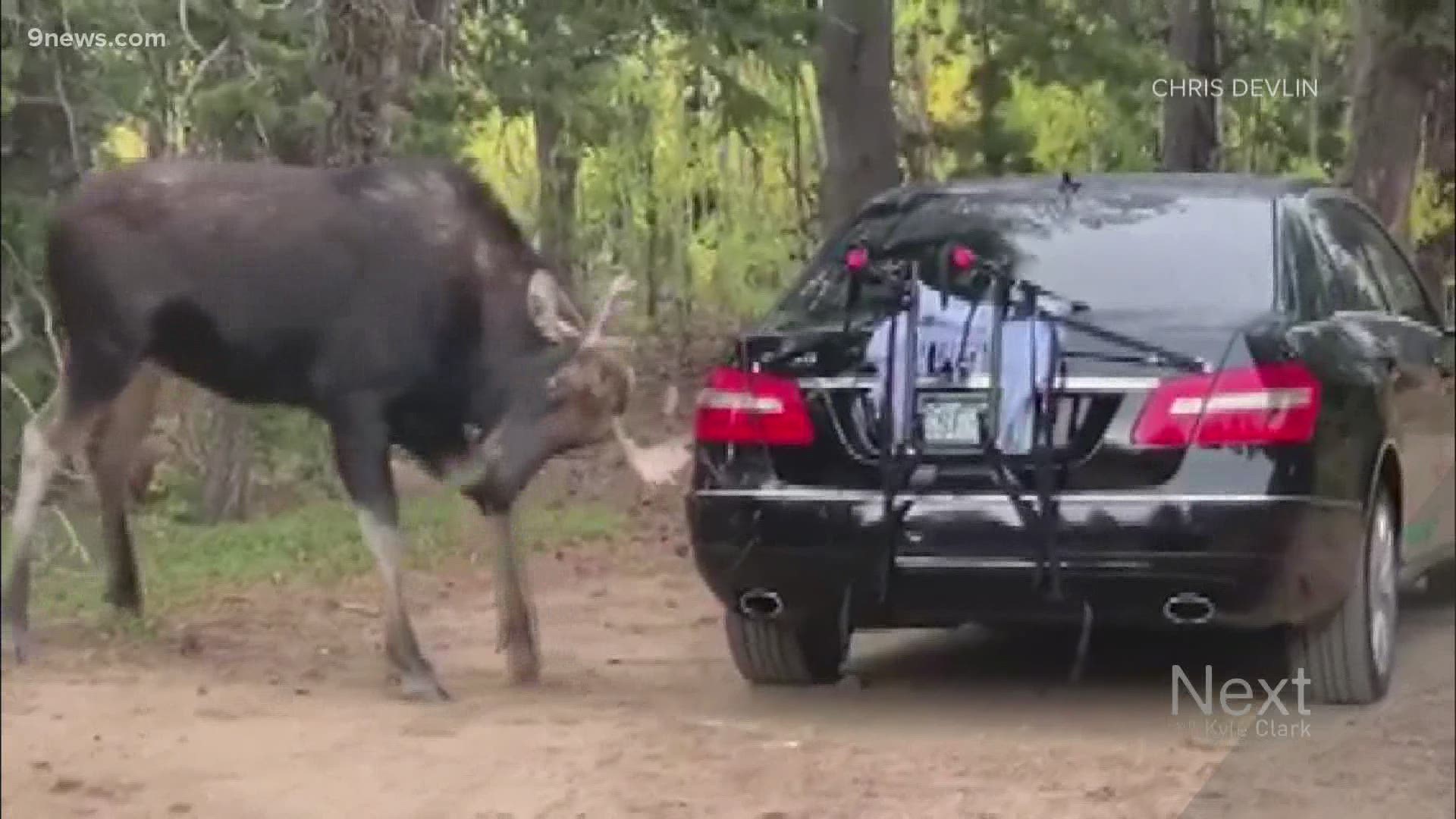 The Most Colorado Thing We Saw Today? A moose attacking a man's car while he was on a bike ride, and the guy who saw it happen leaving a note for the owner.