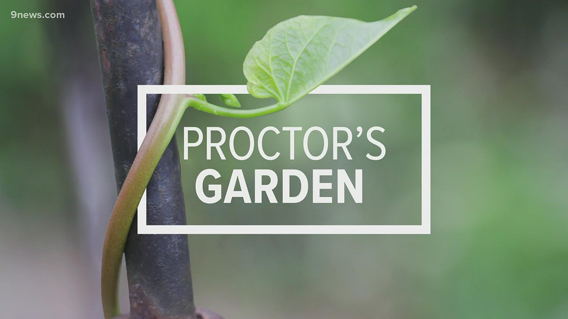 There's quite a bit in bloom around the state. Allow Proctor to offer some tips on what you should get and how to care for them.