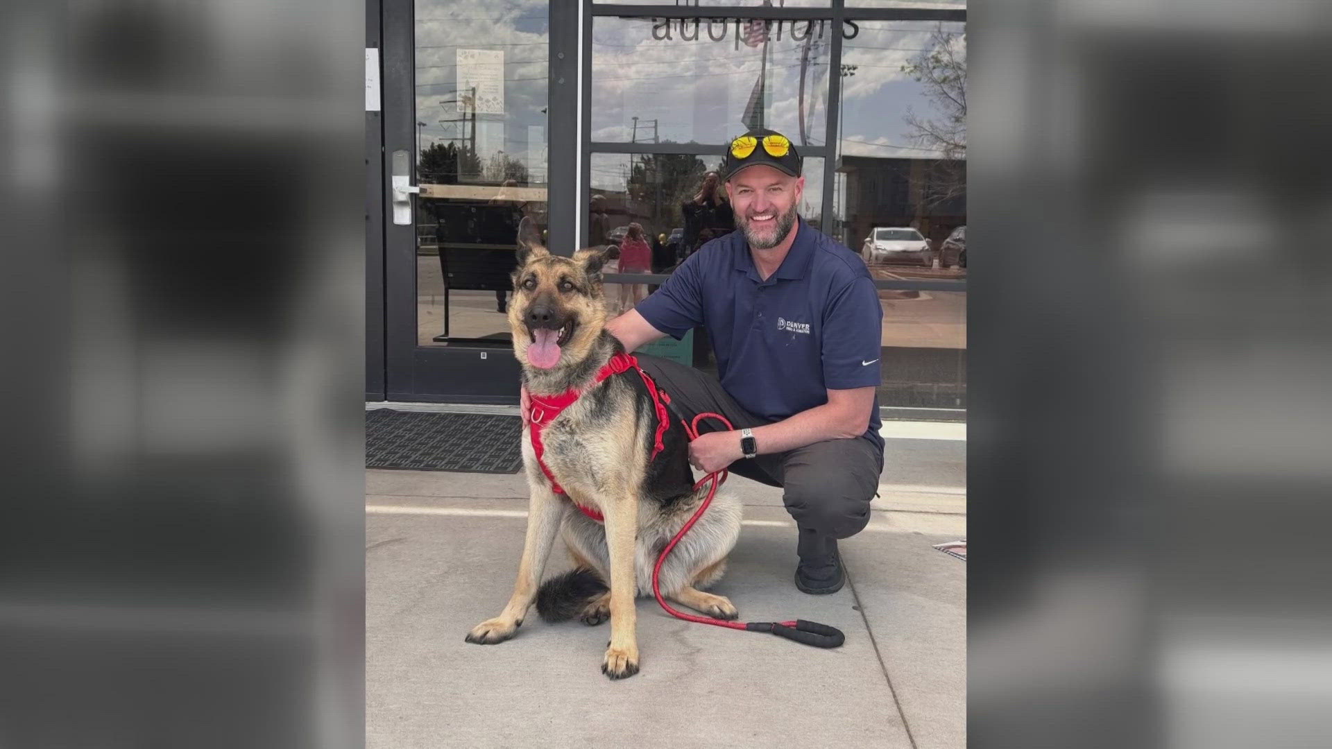 The German Shepherd spent months evading capture at Denver's old Park Hill Golf Course.