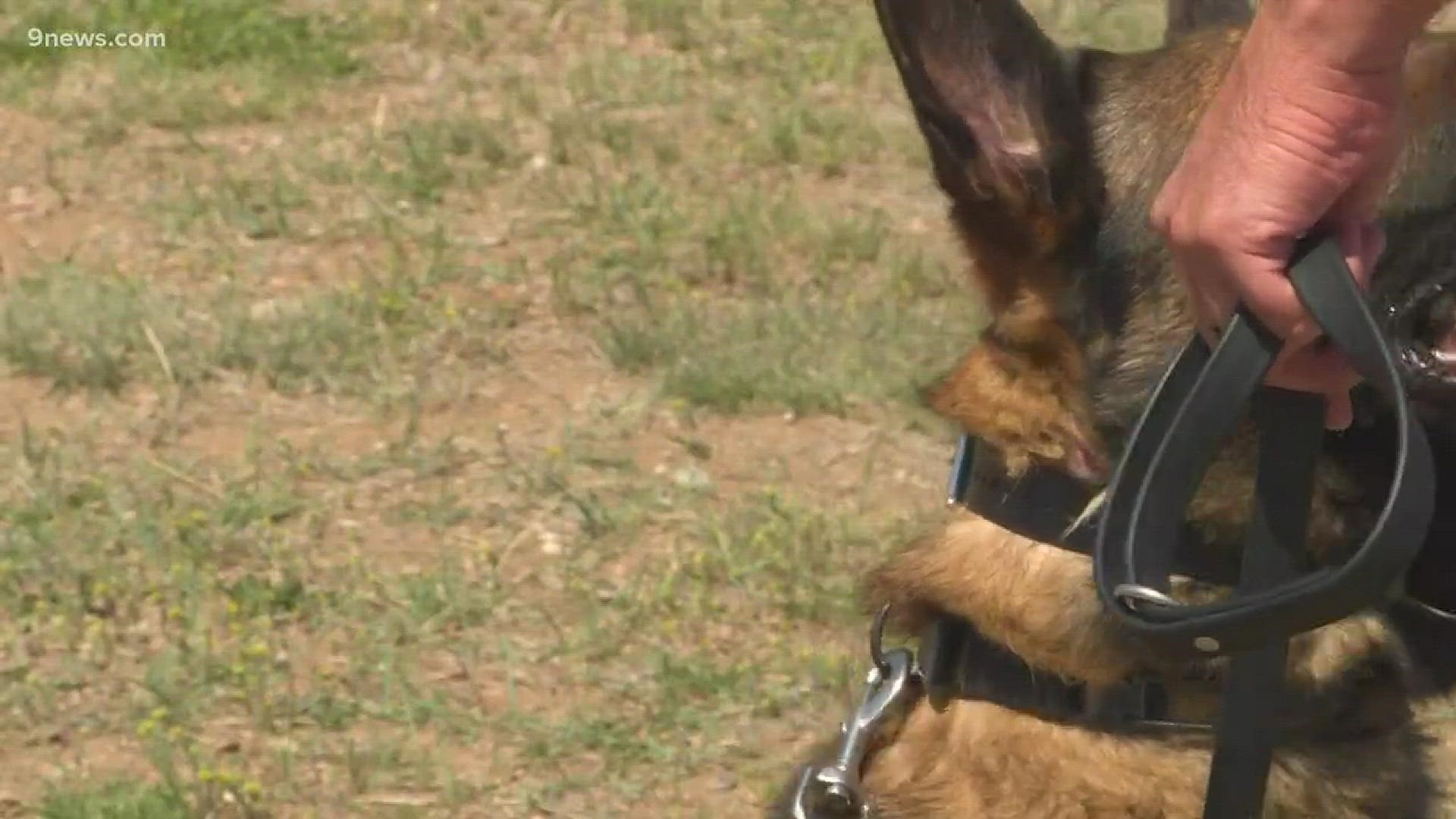 Some police dogs trained to sniff out marijuana in Colorado have been forced into early retirement since the drug became legal. That means there's a need for a new class of K-9s - like these ones the Arapahoe County Sheriff's Office are training.