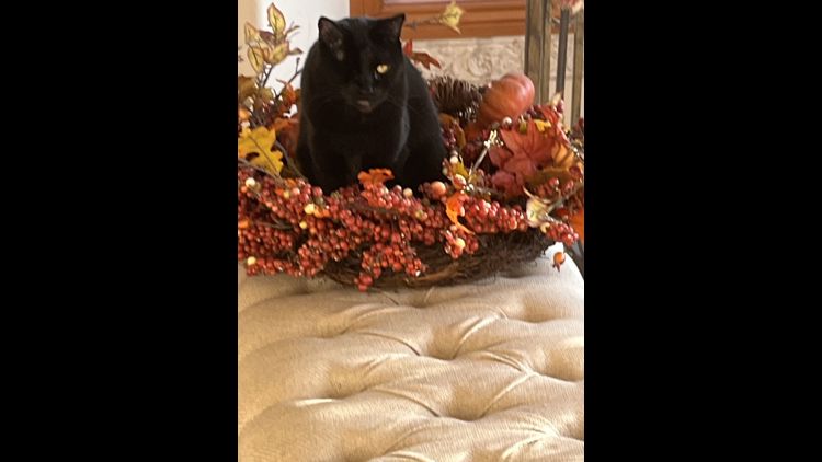 National Black Cat Day 2023: Share your photos for the holiday