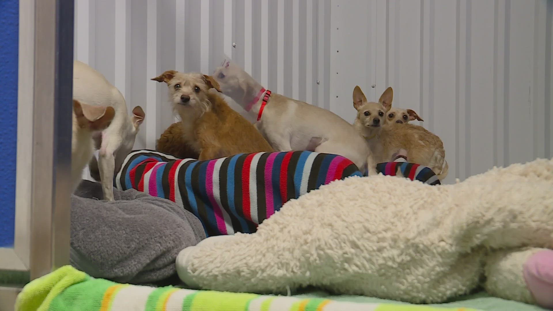 MaxFund leaned on volunteers and staff to provide the dogs with temporary housing until they were ready for adoption.