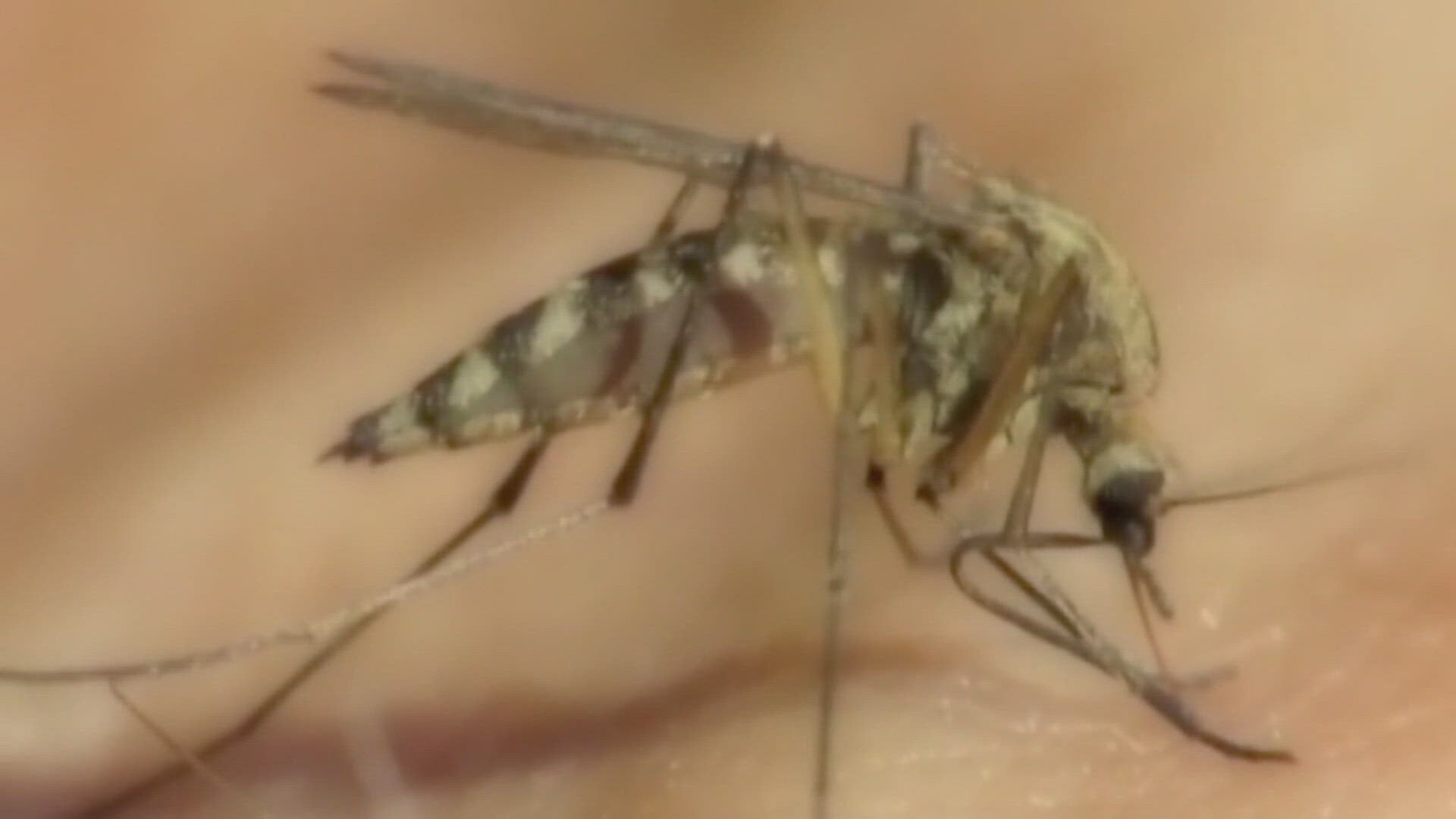 Weld County investigated a total of 52 cases last year. The county says it's seeing fewer mosquitoes than average this year.