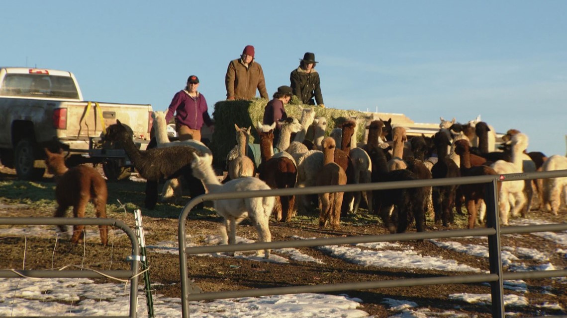 Tenacious Unicorn Ranch a safe haven for trans community, alpaca