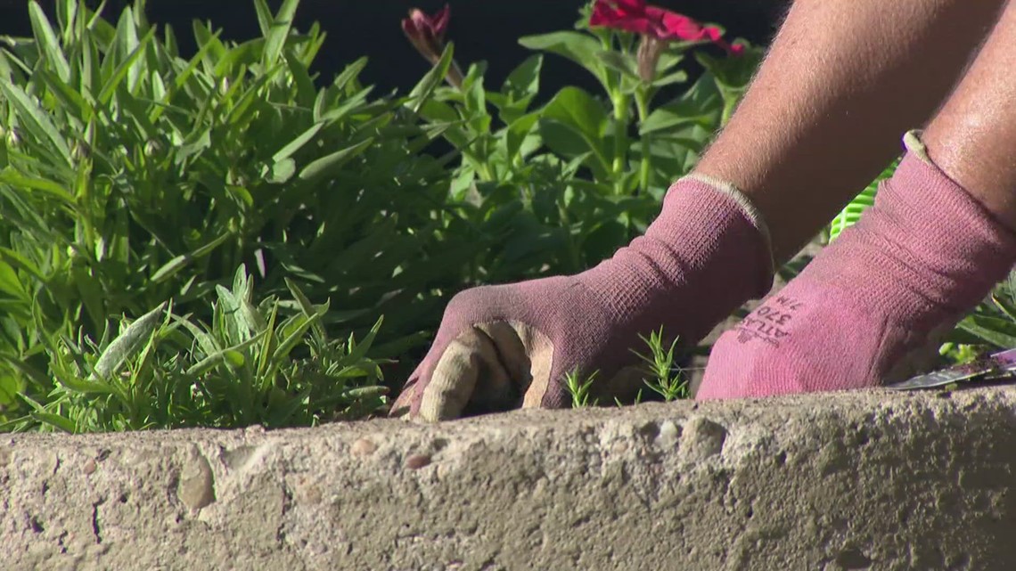 Woman replants flowers near businesses after repeatedly being stolen