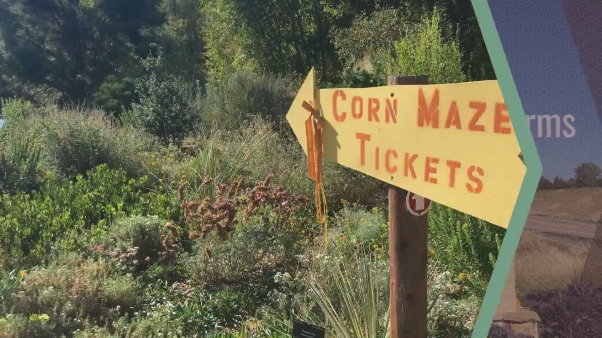 A look at the Denver Botanic Gardens Chatfield Farms' annual corn maze in Littleton, Colorado.