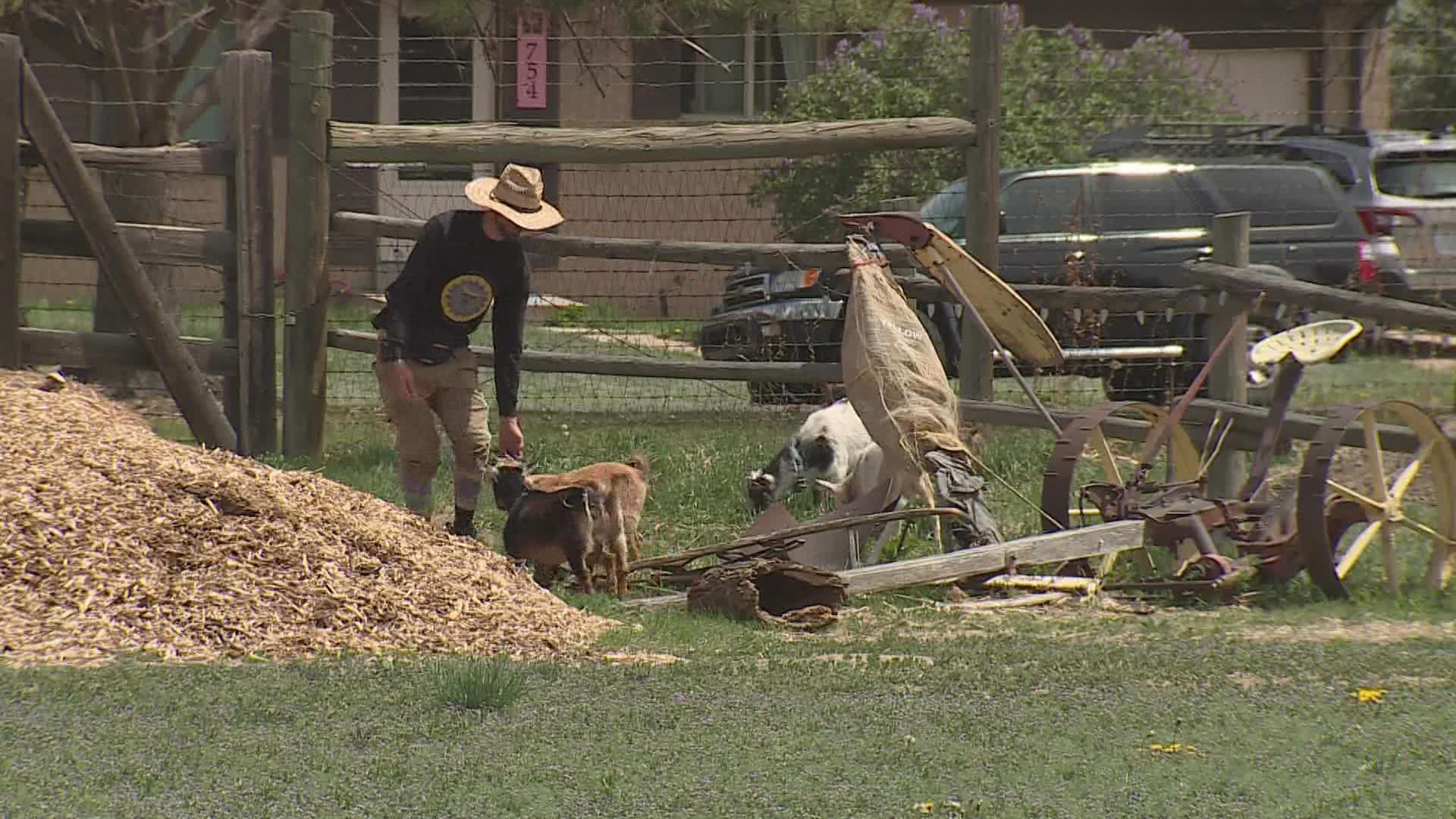 Guests can curl up with a goat while watching a movie in the park.