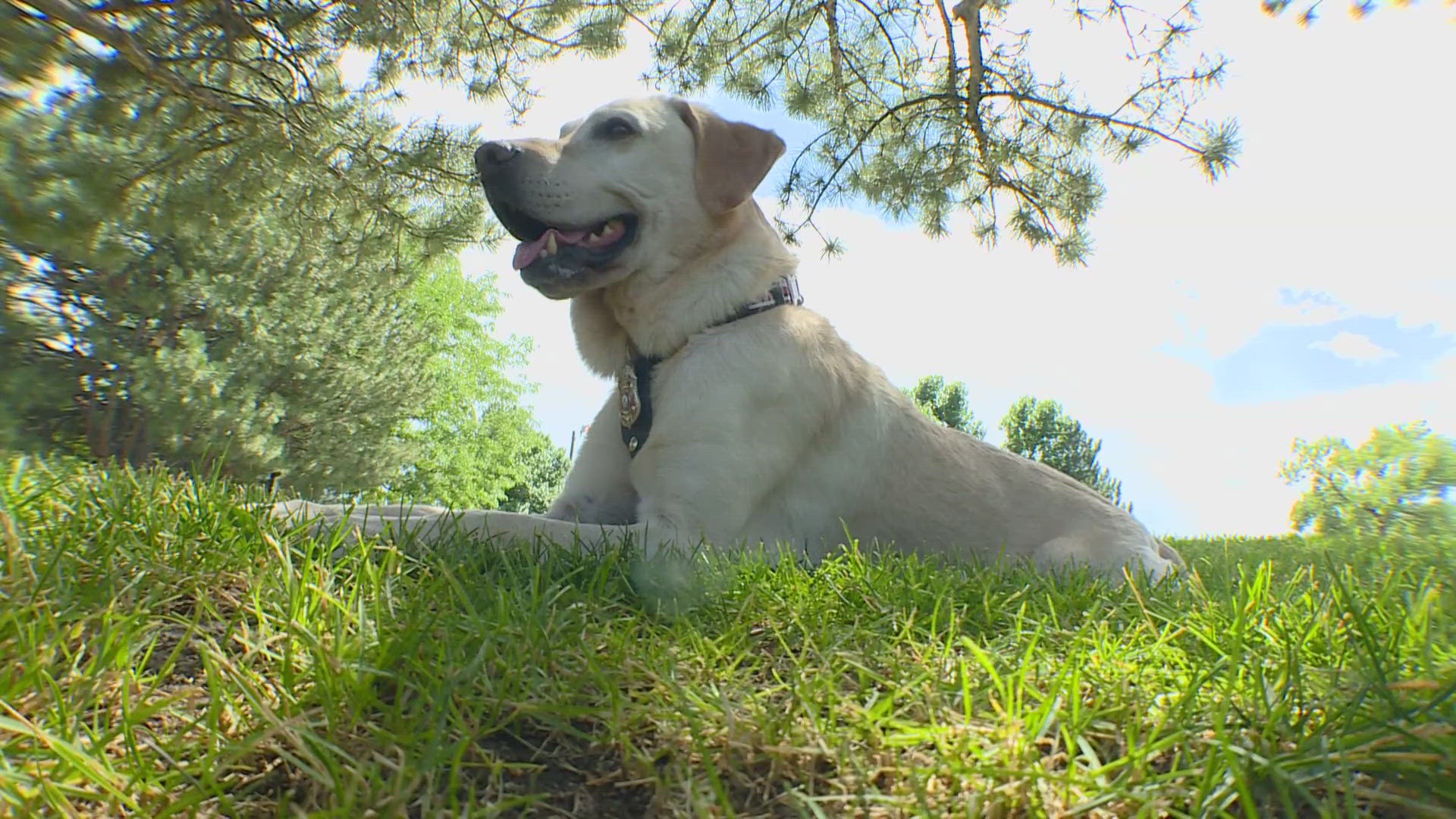 The specially trained dogs can pinpoint the exact location that a wildfire started.