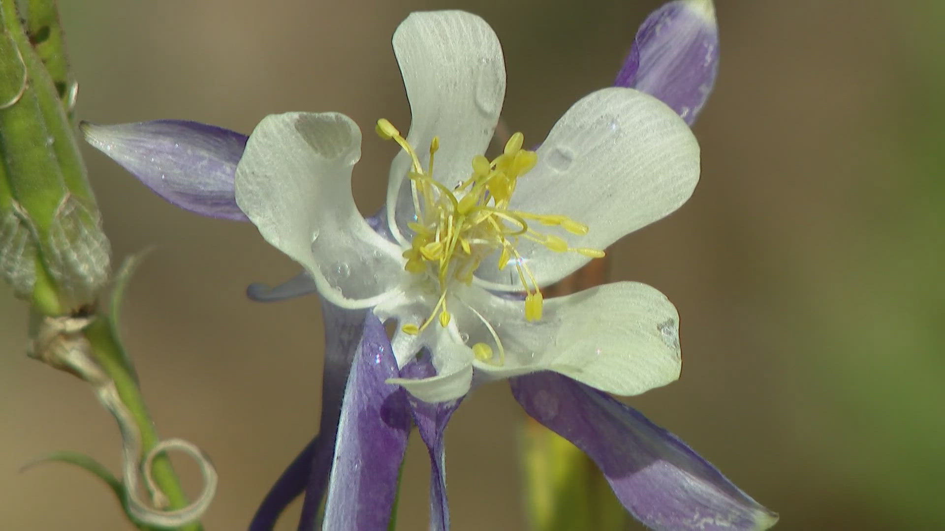 Here's an app recommendation to help identify the flowers you spot on your hikes.