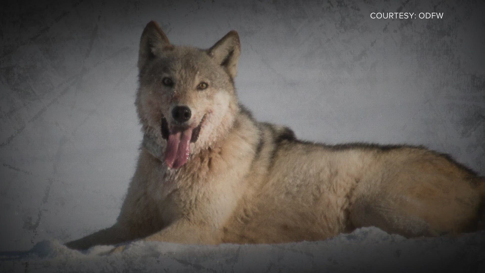 A lawsuit asks a federal court to delay and stop grey wolf reintroduction. CPW plans to reintroduce wolves in Colorado before the end of December.