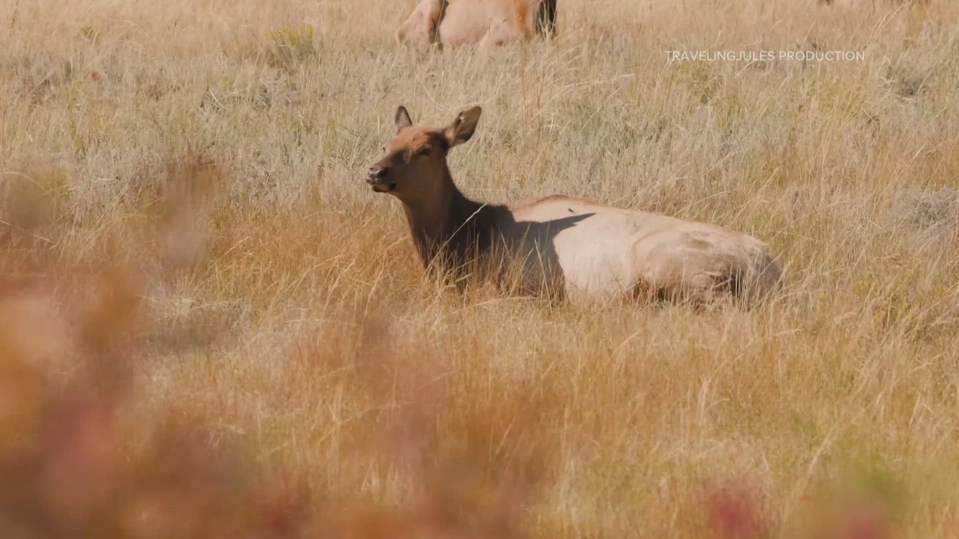 Estes Park is right next to Rocky Mountain National Park and has many things to offer. This upcoming weekend, Elk Fest is happening in town for two days!