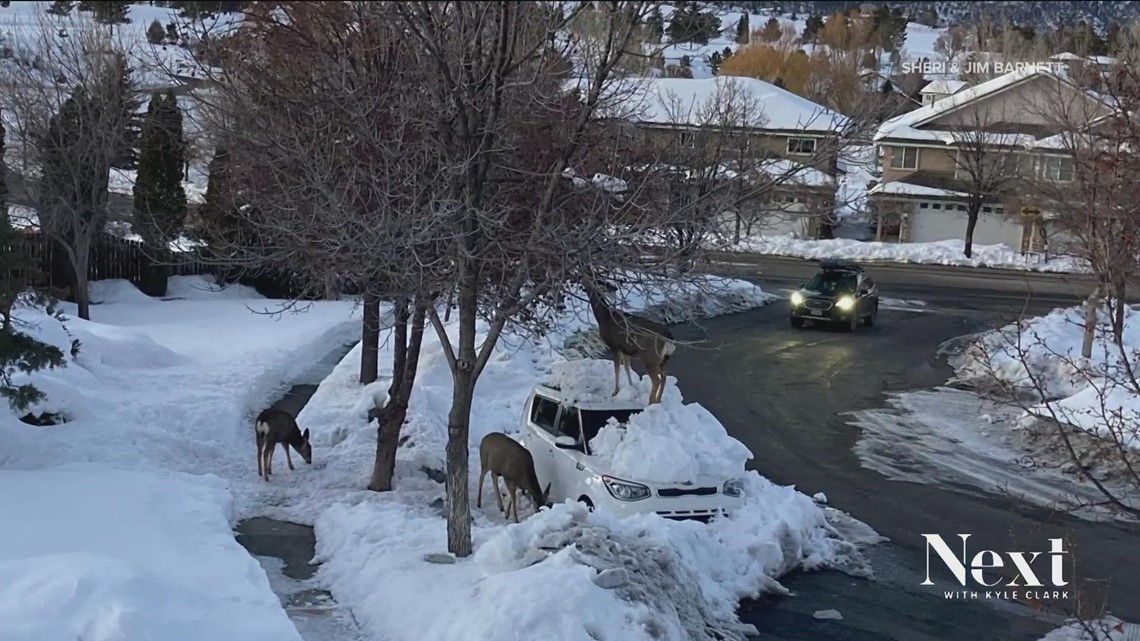 Most Colorado Thing: Deer uses car as step stool