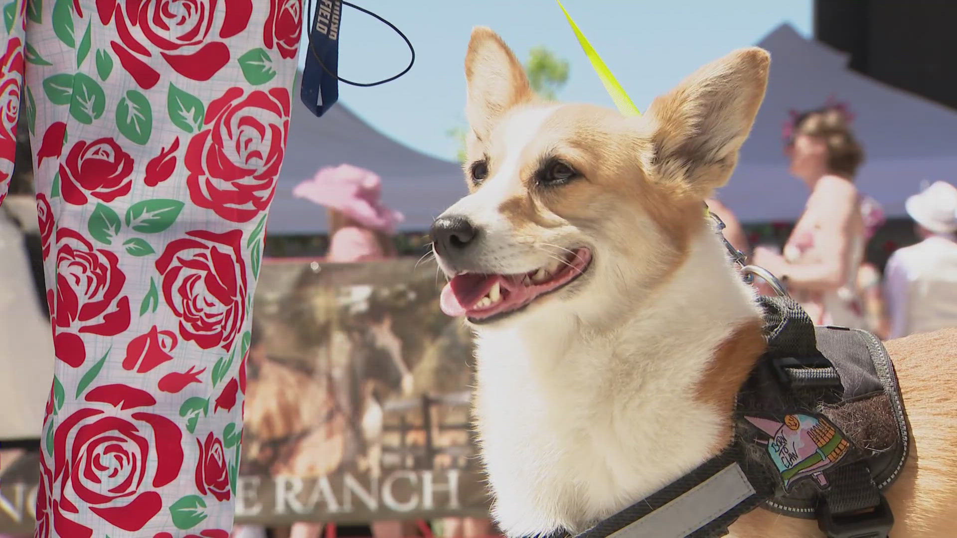 The racers were small, the crowds were big, and the event was filled with drinks, live music and miniature horse and corgi races.