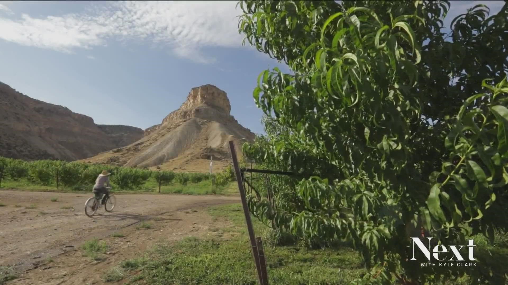 De la flor al mercado en una granja de duraznos en Colorado 