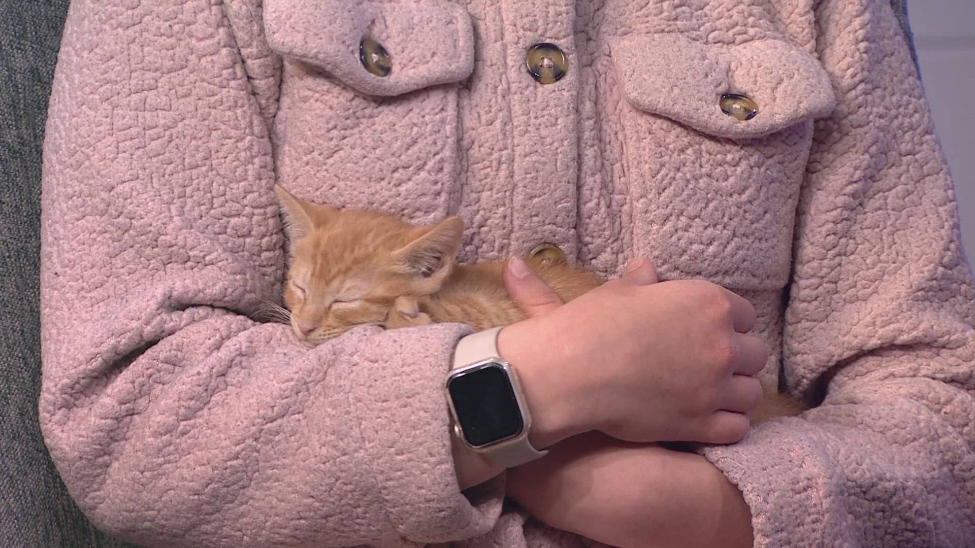 4 kittens with produce-themed names looking for their forever