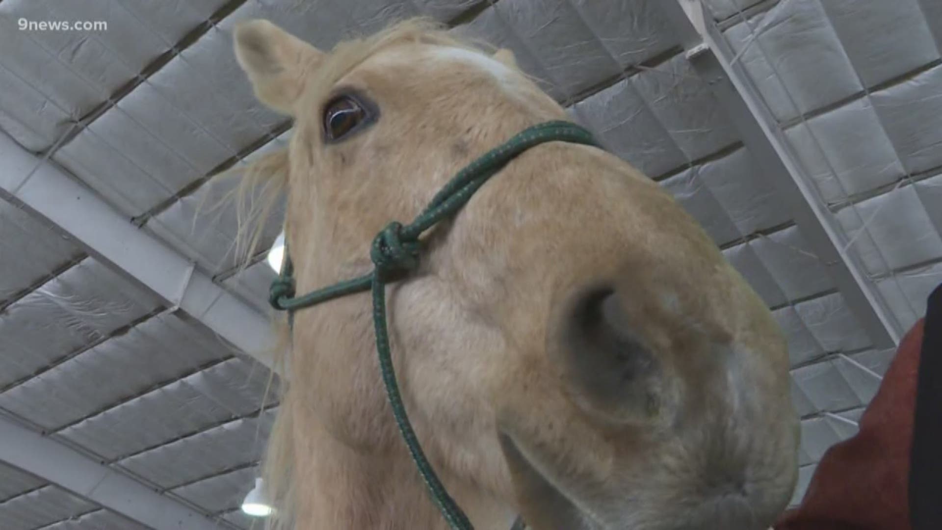 He’s been working through his physical and emotional recovery at the Dumb Friend’s League Harmony Equine Center in Franktown.