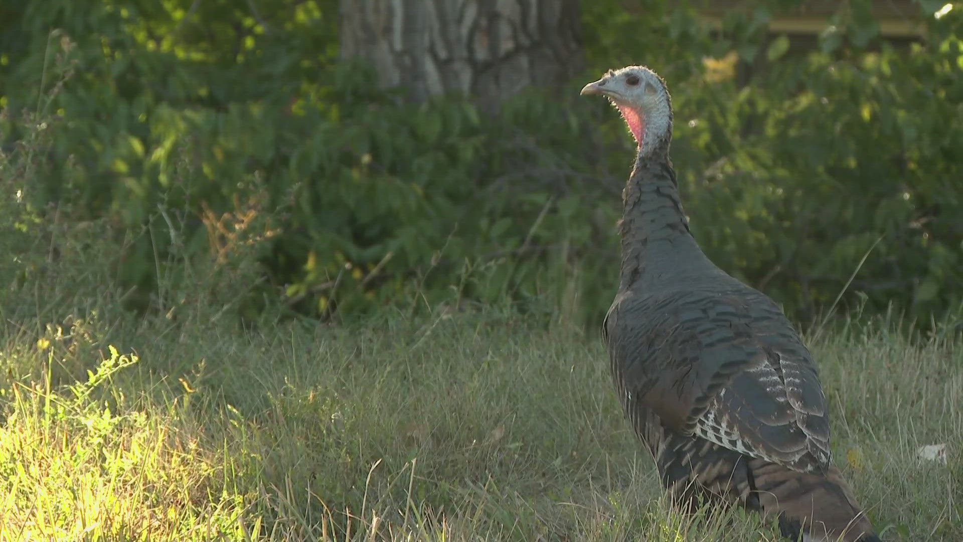 Henrietta the turkey is a new resident in Denver's Bible Park neighborhood and she's bringing the community together.