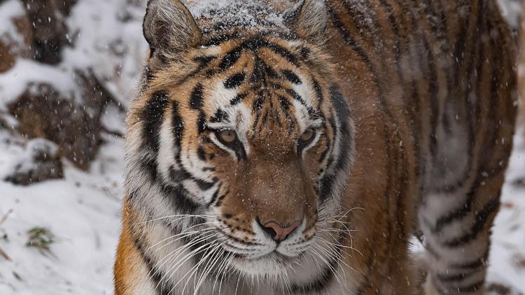 Colorado zoo tiger dies after breeding attempt complications | 9news.com