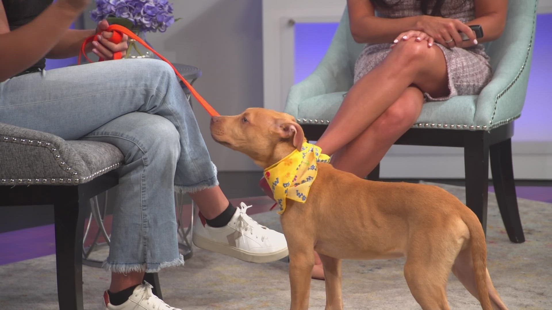 To learn more about Izzy and other dogs, visit the Humane Society of South Platte Valley. 