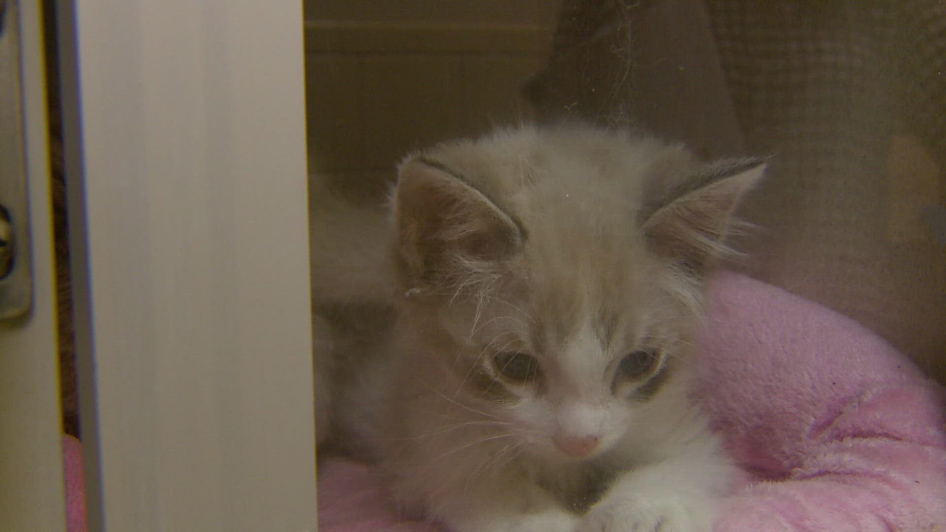 The director of the animal shelter said other shelters have started closing their doors to some animals. Denver Animal Shelter is picking up some of the slack.