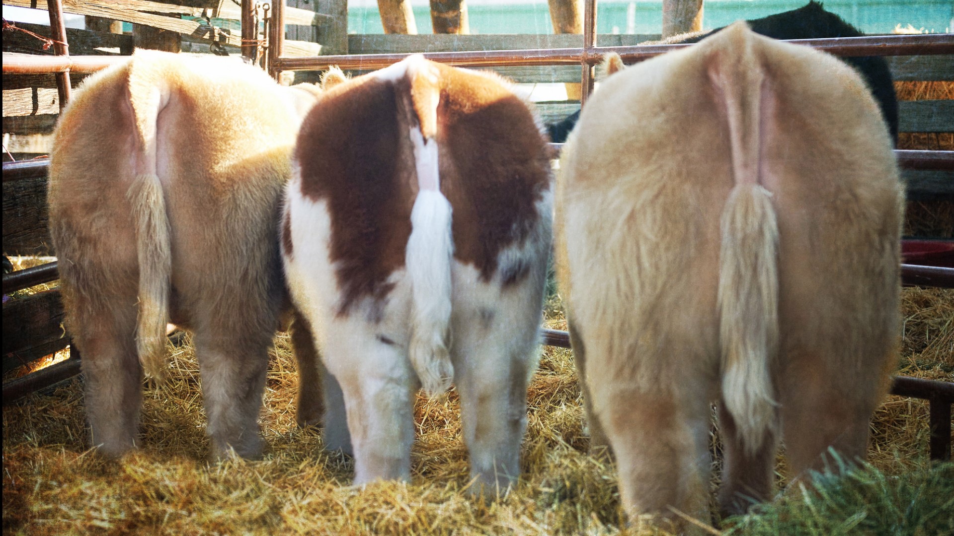 119th National Western Stock Show ends with top-10 attendance in 2025