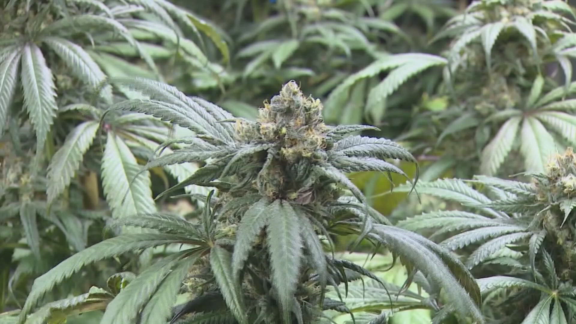 9NEWS Medical Expert Dr. Payal Kohli weighs in on a move by the DEA to reclassify marijuana as a lower risk drug.
